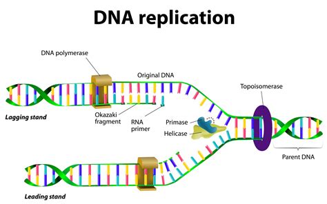 dna replication http www.youtube.com watch v onuspqg0jd0|dna replication diagram.